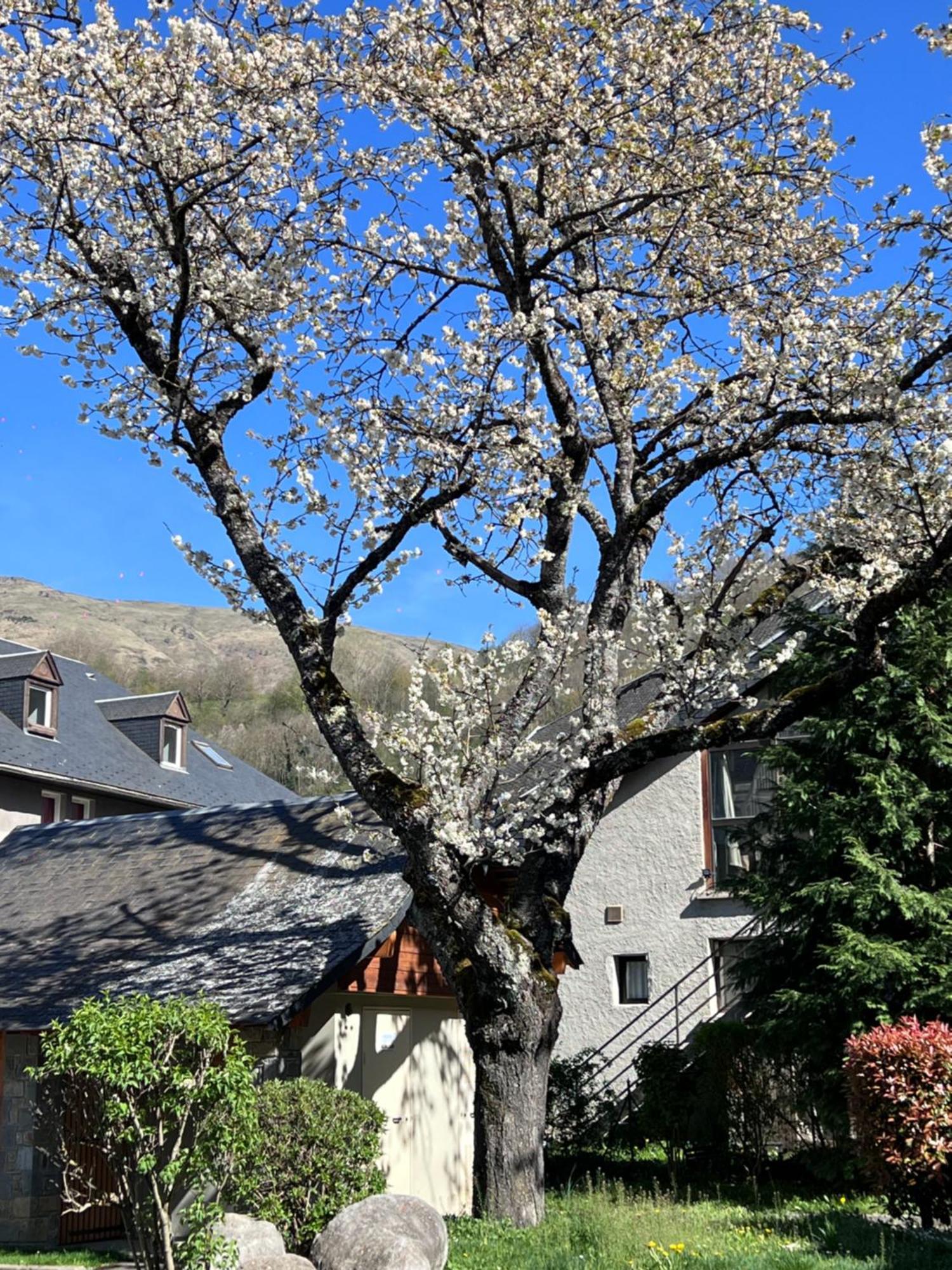 Apparts Au Coeur De St-Lary - Piscine Chauffee Et Sauna Saint-Lary-Soulan Buitenkant foto